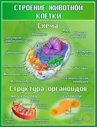 Как избавиться от долгоносика на клубнике